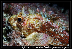 Scorpaena. by Ferdinando Meli 